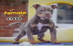 Old Tyme Bulldog dogs for sale: COUNCIL APPROVED⭐️5⭐️LICENSED.23 YEARS EXPERIENCE  - Image 11
