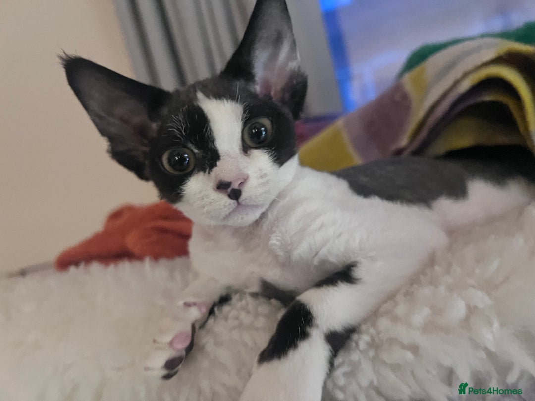Devon Rex cats for sale: ❤️❤️❤️Beautiful Devon Rex kittens! ❤️❤️ - Advert 13