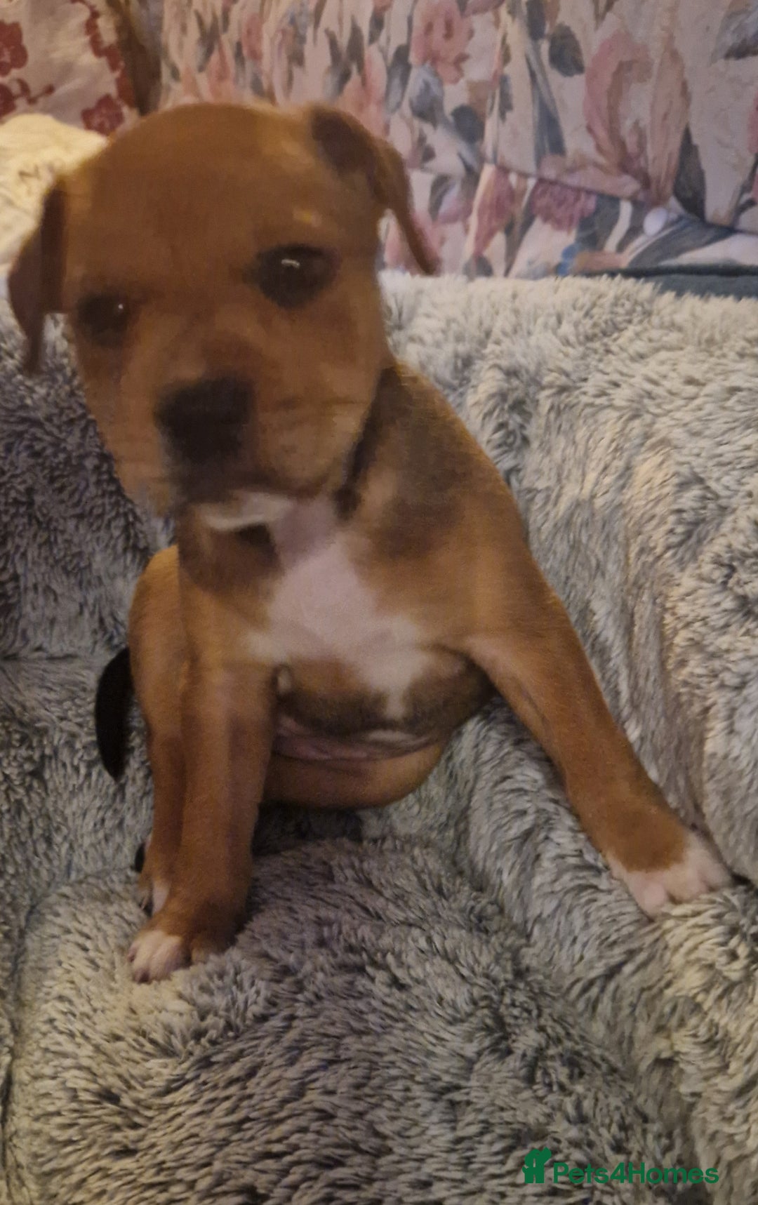 Staffordshire Bull Terrier dogs for sale: Staffordshire bull terrier pups - Image 6