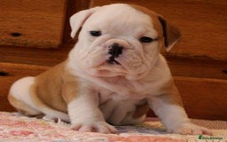 English Bulldog dogs for sale: Purebred English Bulldogs - Image 7