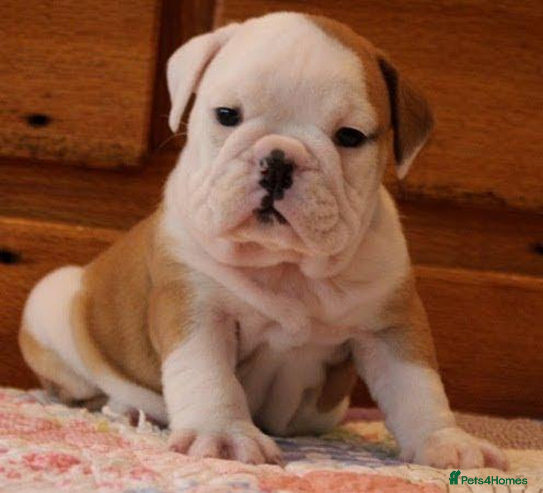 English Bulldog dogs for sale: Purebred English Bulldogs - Image 7