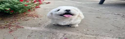 Maltese dogs for sale: Full Korean Male Maltese - Advert 22