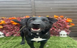 Mixed Breed dogs for adoption: Jack  - Image 1