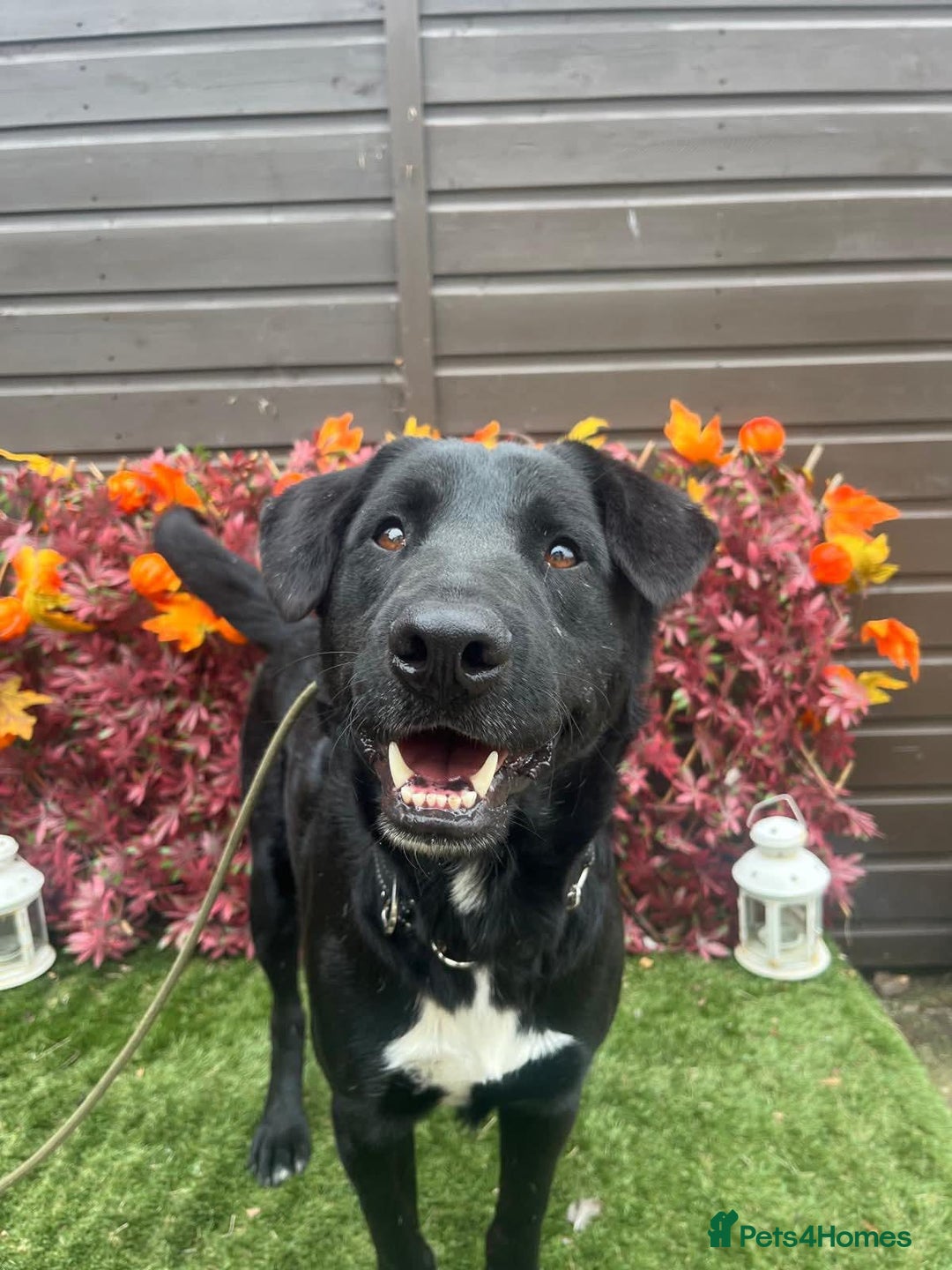 Mixed Breed dogs for adoption: Jack  - Image 1