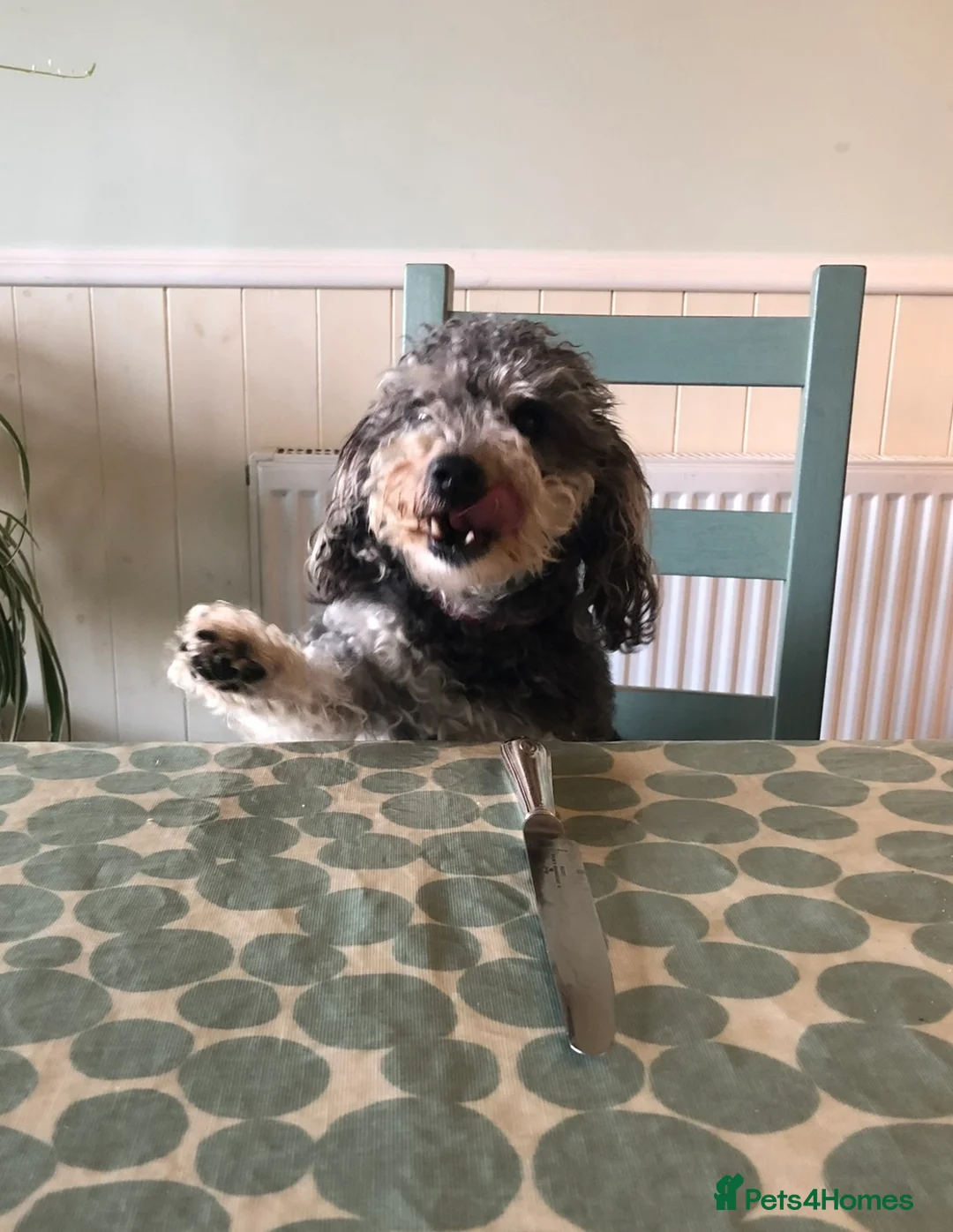 Jackapoo dogs for sale: F1b Miniature Poodle × Jackapoo (¾ Poodle) Puppies - Advert 13