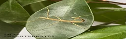 Stick Insects invertebrates for sale: X5 ZOMPRO STICK INSECTS happy to ship :) - Advert 2