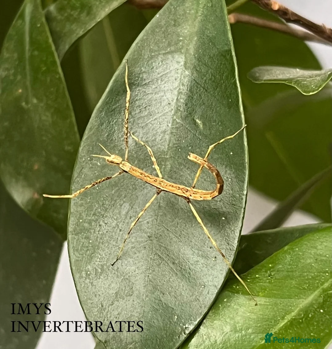 Stick Insects invertebrates for sale: X5 ZOMPRO STICK INSECTS happy to ship :) - Advert 2
