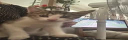 Mixed Breed cats for sale: Kittens for Sale - Advert 4