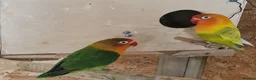 Lovebirds birds for sale: ✨️🦜Beautiful Fischer's Lovebird for Sale! 🦜✨ in Saint Helens - Advert 7