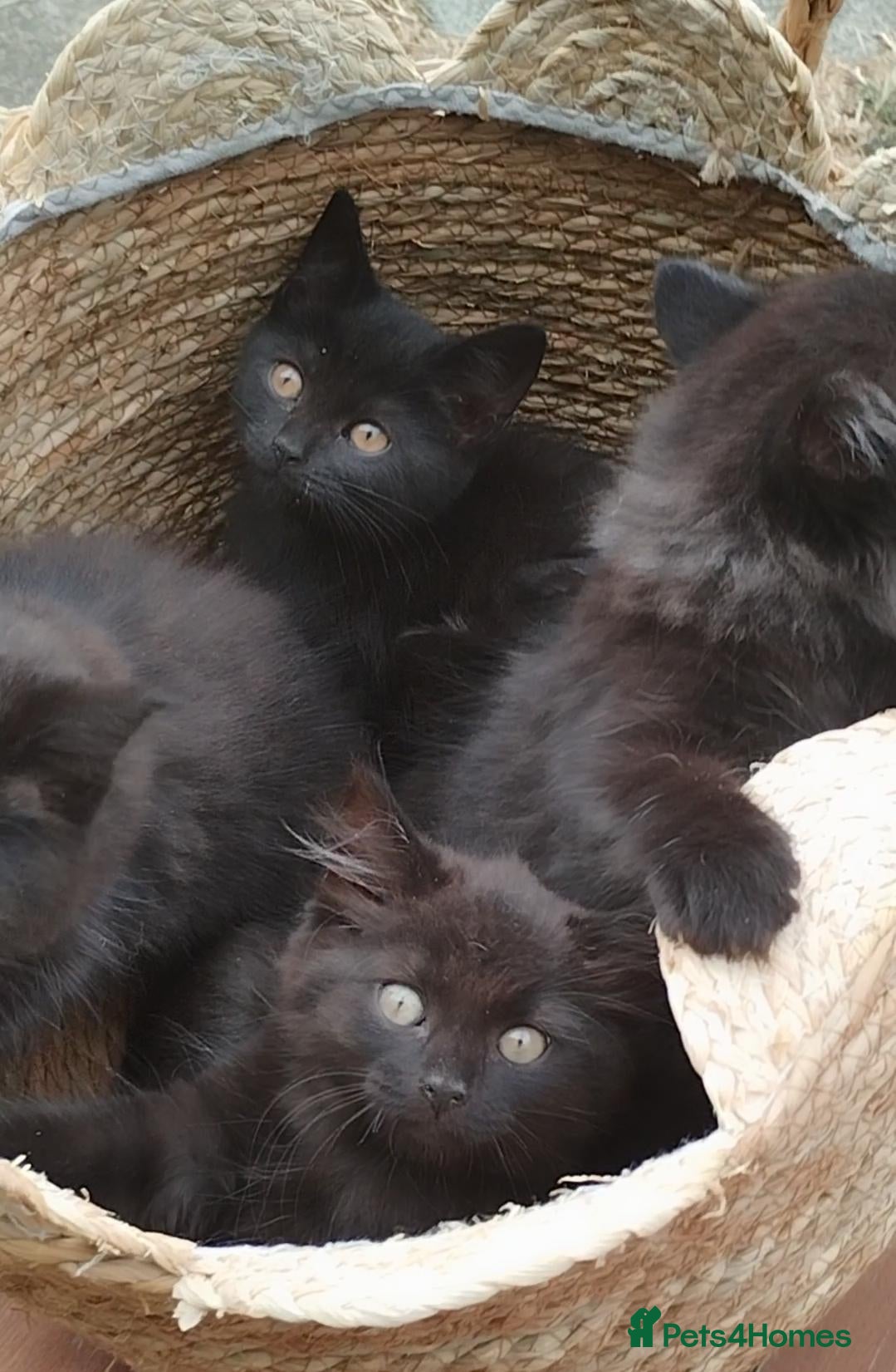 British Longhair cats Fluffy & Shorthair British x Siberian Kittens - Advert 3