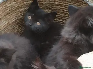 British Longhair cats Fluffy & Shorthair British x Siberian Kittens - Advert 3