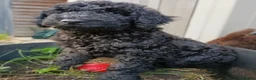 Standard Poodle dogs for sale: Two Beautiful Poodle Puppies left 🩷 - Advert 4