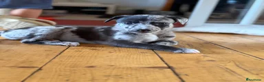 Whippet 2