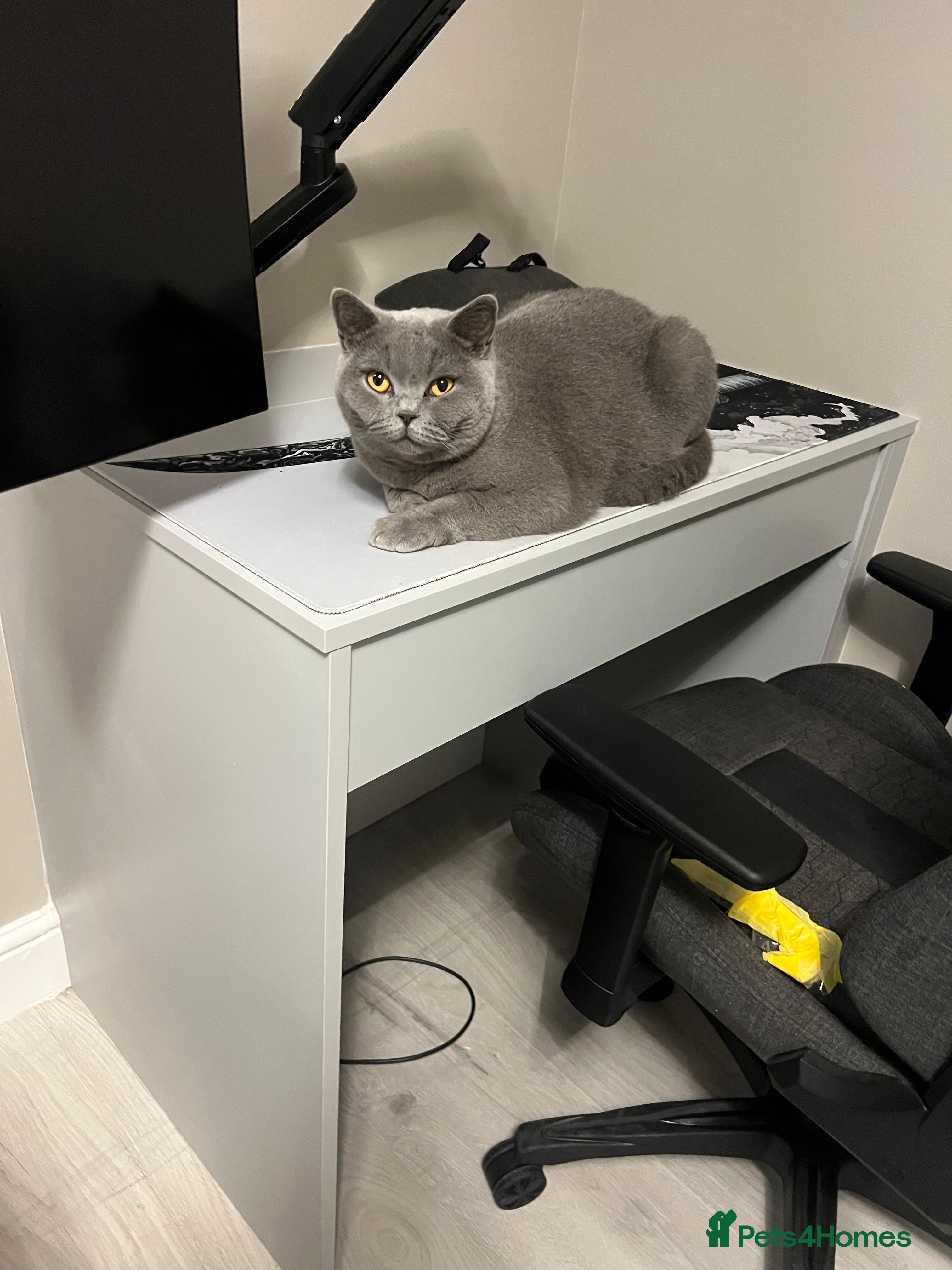 British Shorthair cats Bella - Advert 3