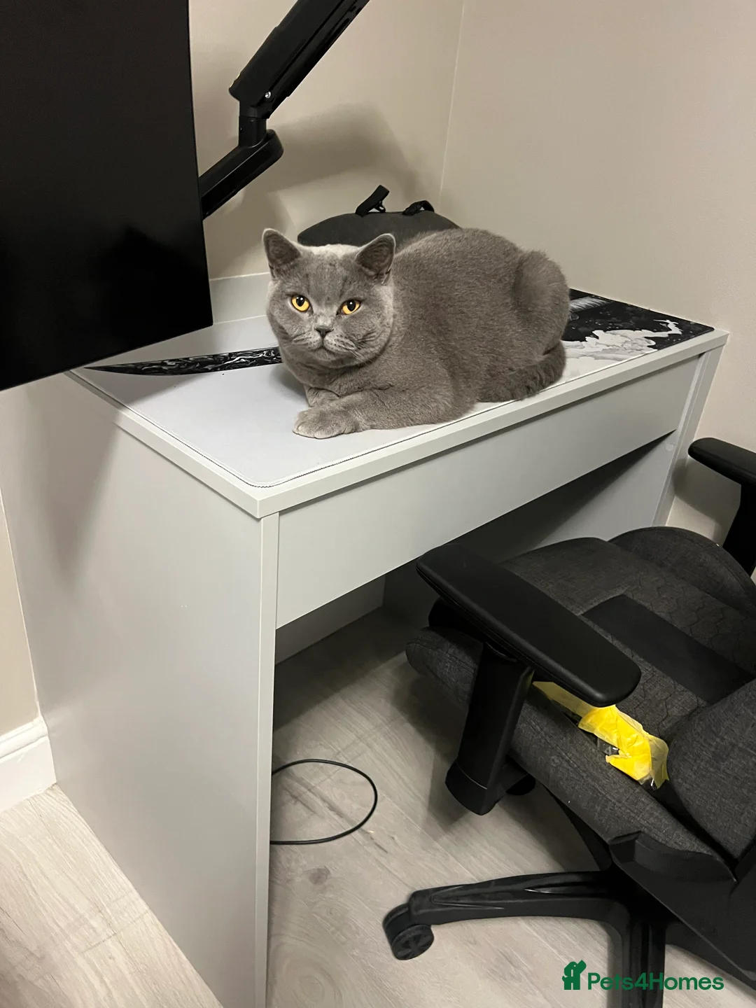 British Shorthair cats for sale: Bella - Advert 1