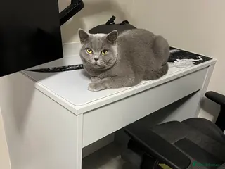 British Shorthair cats Bella - Advert 10