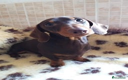 Miniature Dachshund dogs for stud: Galaxy matchmaker for Debbiejay  - Image 1