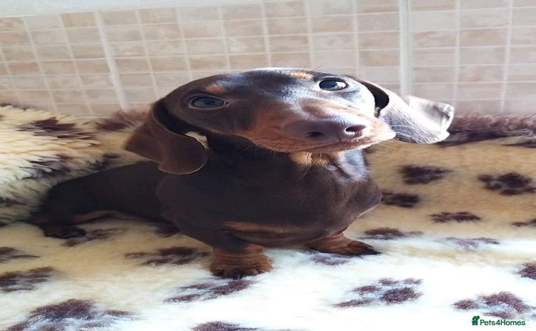 Miniature Dachshund dogs - Advert 1