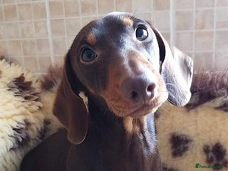 Miniature Dachshund dogs - Advert 3