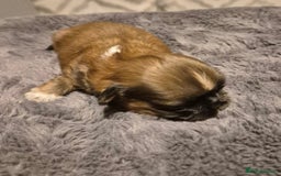 Shih Tzu dogs for sale: ✨ Beautiful Shih Tzu Puppies for Sale ✨ - Image 7