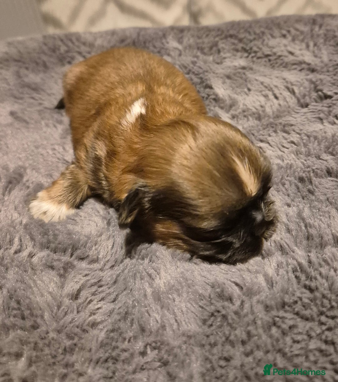 Shih Tzu dogs for sale: ✨ Beautiful Shih Tzu Puppies for Sale ✨ - Image 7