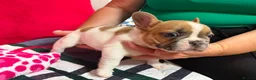 French Bulldog dogs for sale: Male French bulldog puppy  - Advert 3