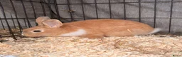 Dutch rabbits for sale: Dutch x Netherland Boy  - Advert 1