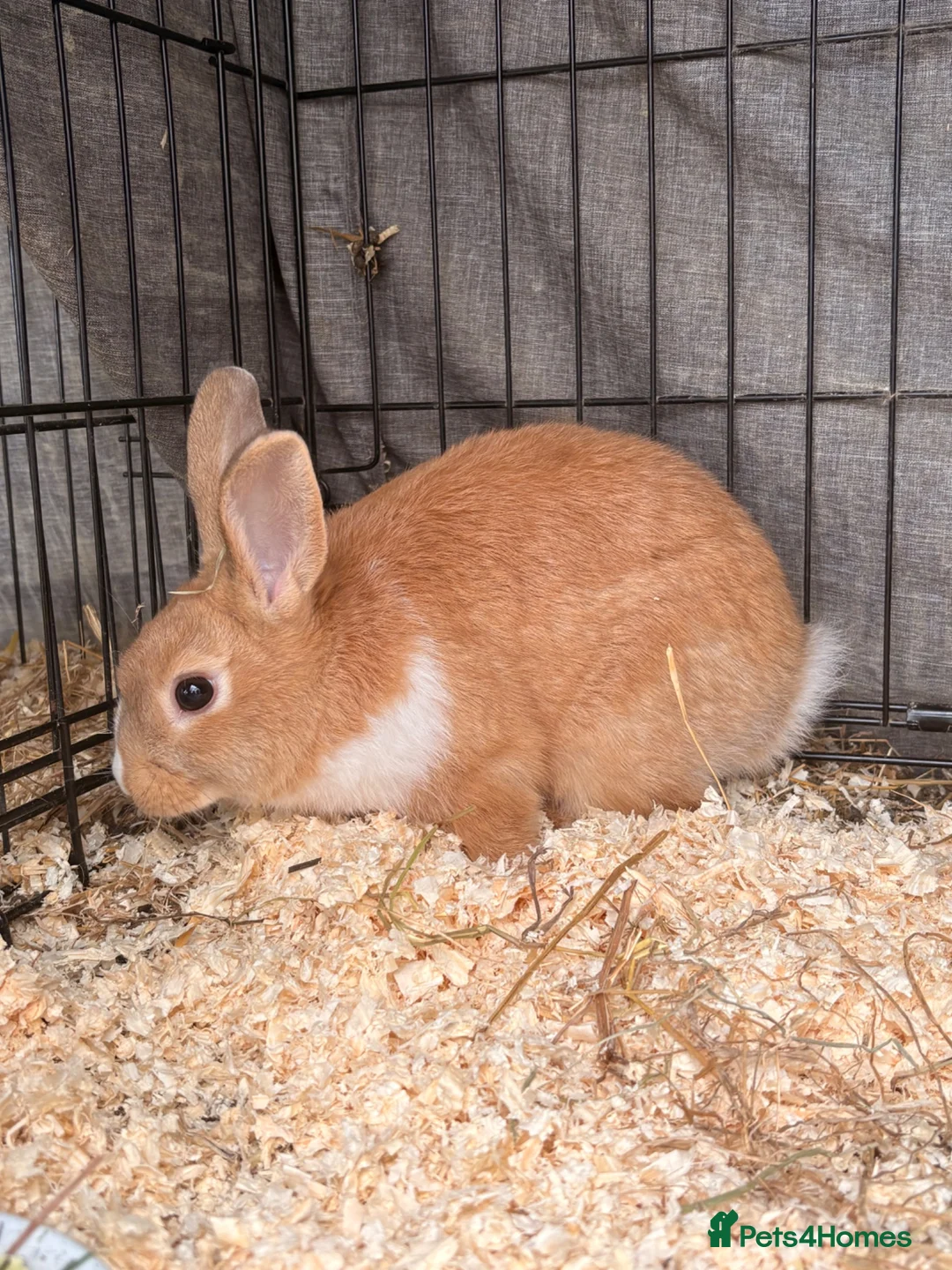 Dutch rabbits for sale: Dutch x Netherland Boy  - Advert 1