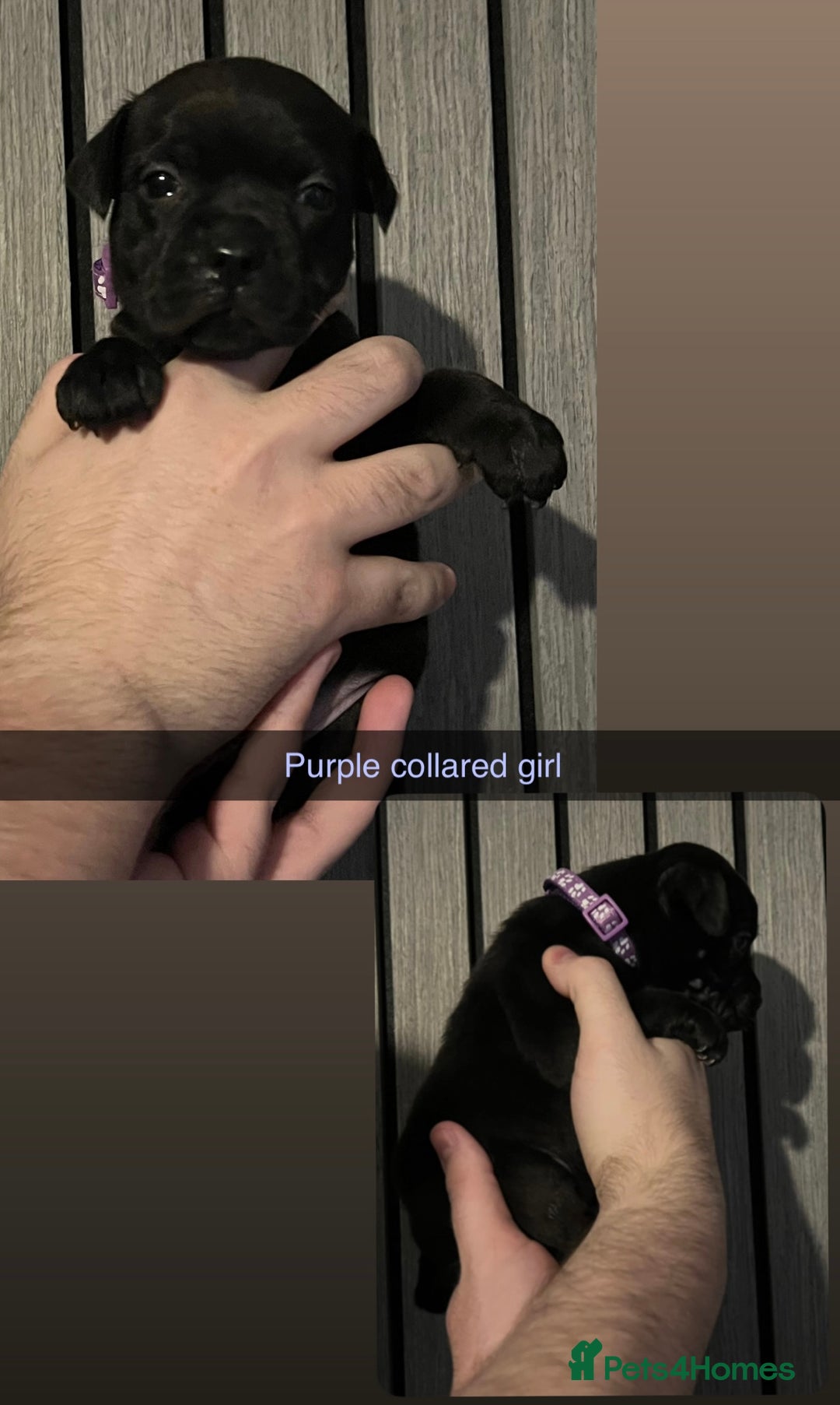Staffordshire Bull Terrier dogs for sale: KC CHAMPION LINES STAFFORDSHIRE BULL TERRIER PUPS  - Image 8
