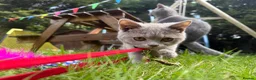 British Shorthair cats for sale: British Shorthair Babies - Advert 9