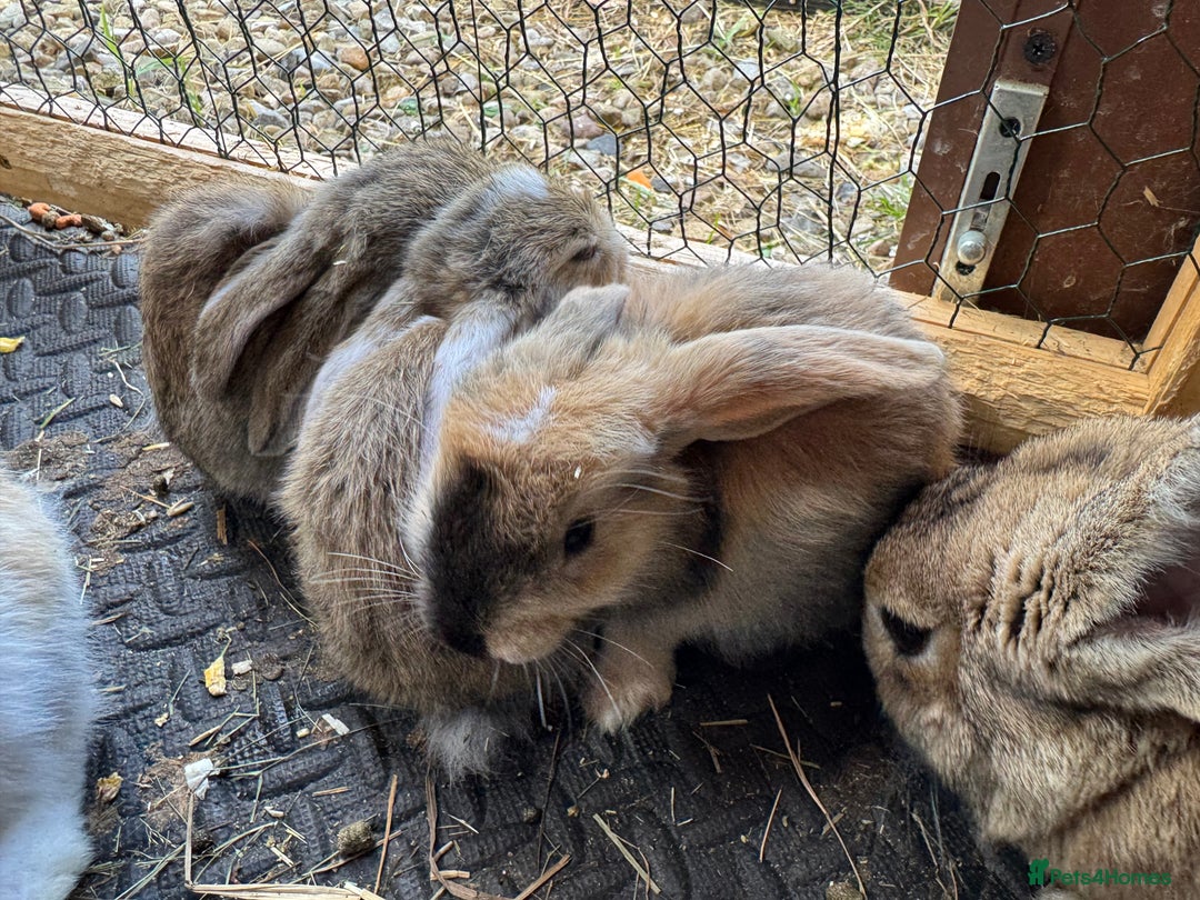 Mixed Breed rabbits for sale: Baby rabbits 5 girls and 1 boys for sale  - Image 4