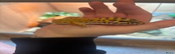 Leopard Gecko reptiles for sale: Tango Leopard Gecko - Advert 3