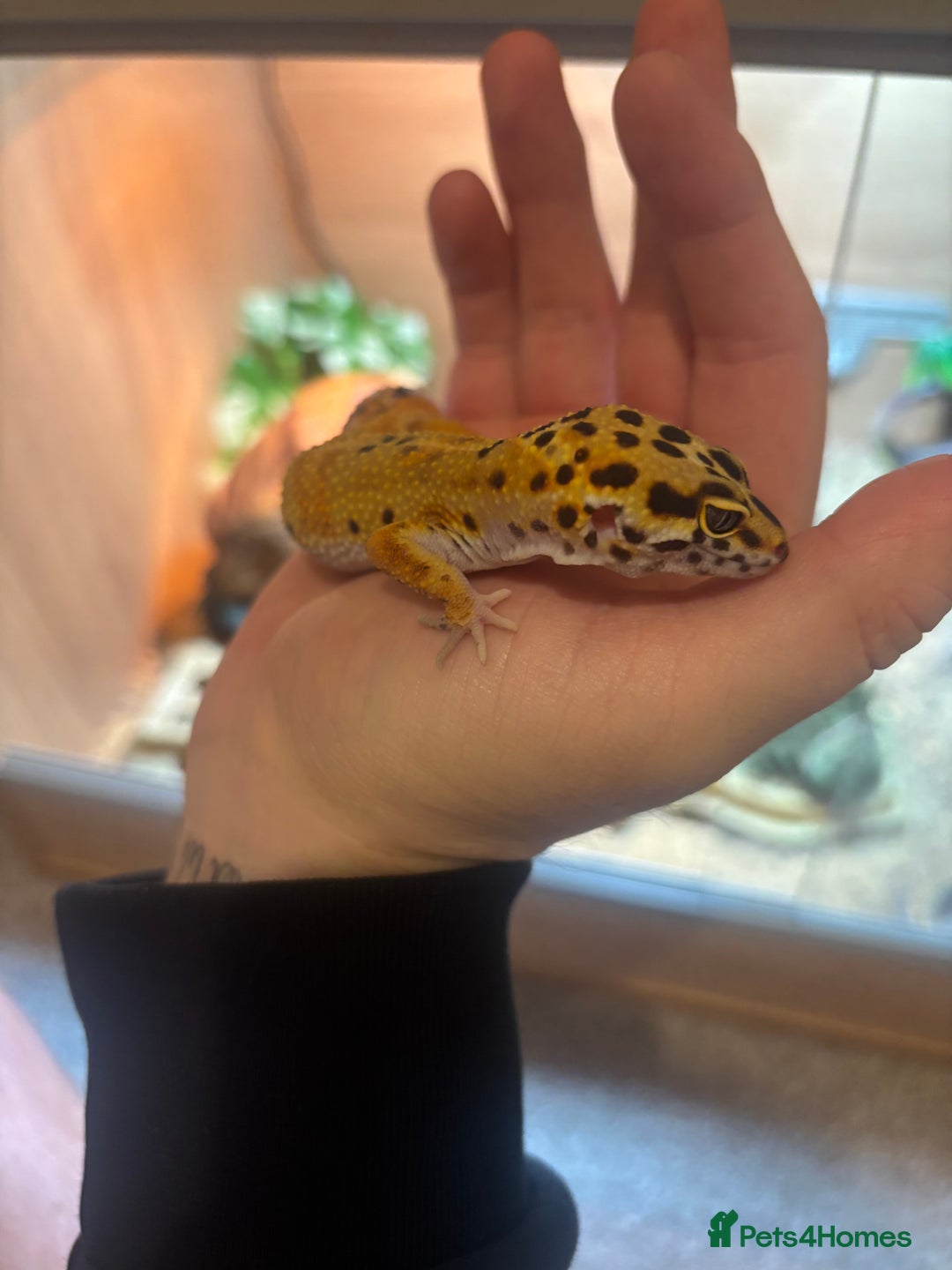 Leopard Gecko reptiles for sale: Tango Leopard Gecko - Advert 3