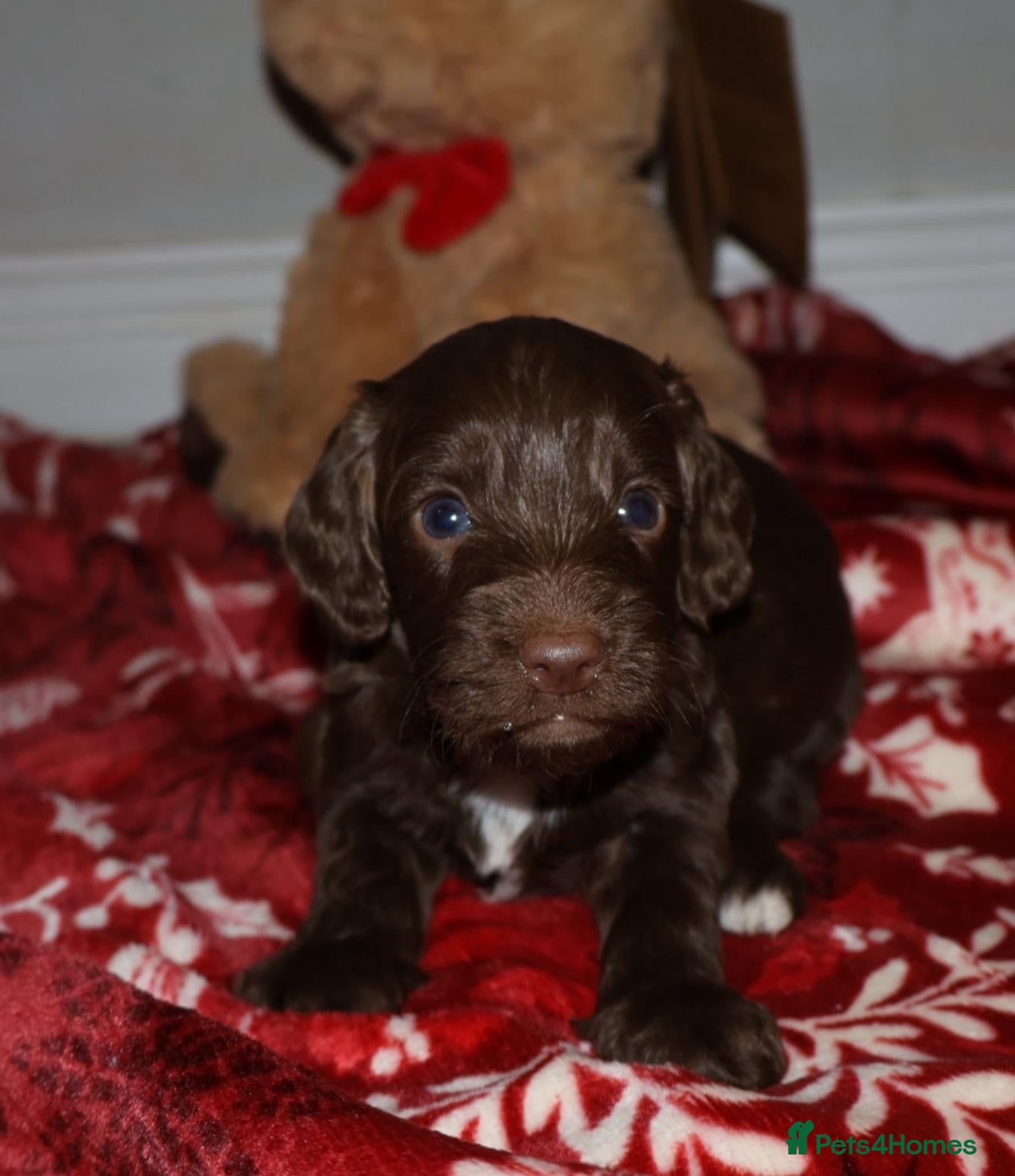Cockapoo dogs outstanding cockapoo puppy’s available  - Advert 10