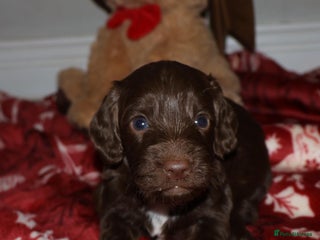 Cockapoo dogs outstanding cockapoo puppy’s available - Advert 1