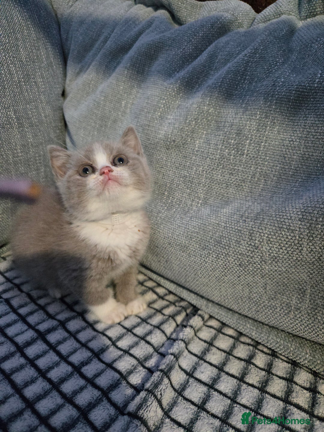 British Shorthair cats for sale: British shorthair kittens olny 1 girl ready now - Advert 12