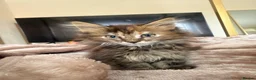 Maine Coon cats for sale: Xl Maine coons for sale  - Advert 10