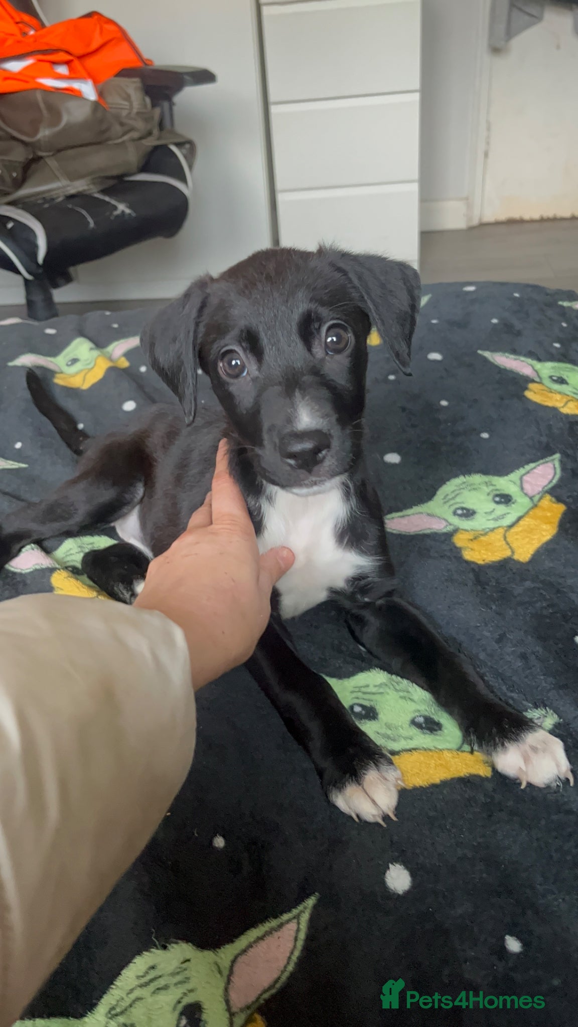 Mixed Breed dogs MIXED BREED PUPS - Advert 1