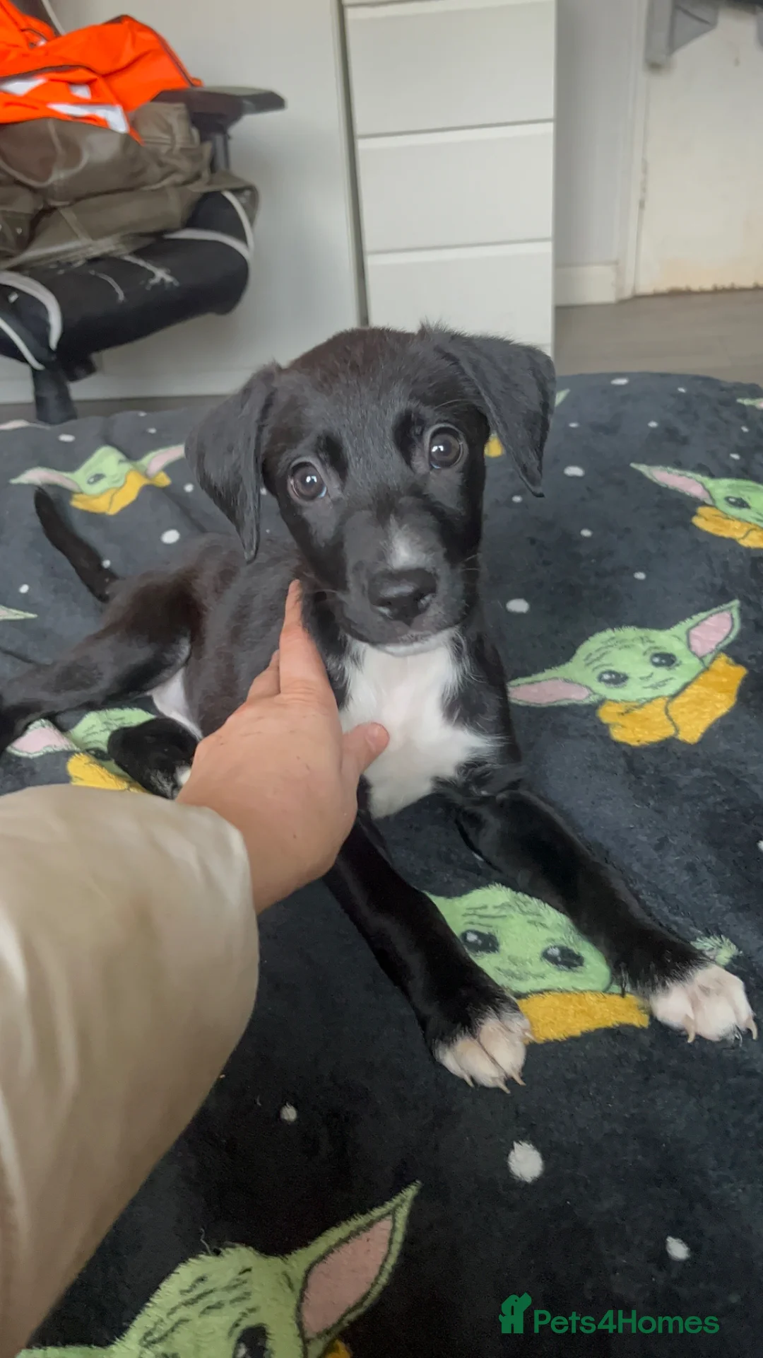 Mixed Breed dogs for sale: MIXED BREED PUPS in Edinburgh - Advert 1