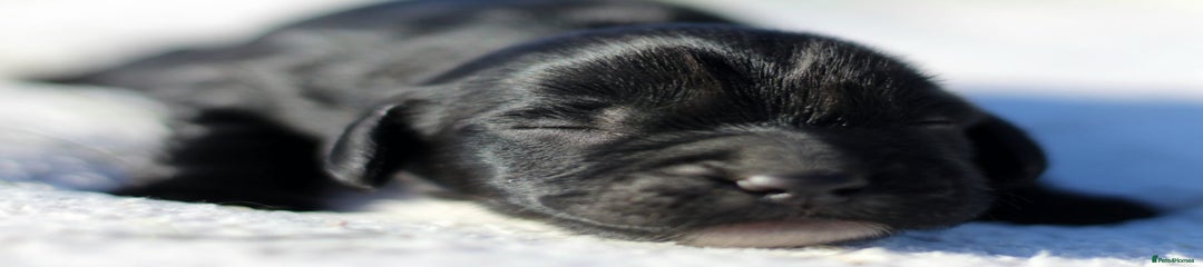 Sprocker Puppy 3