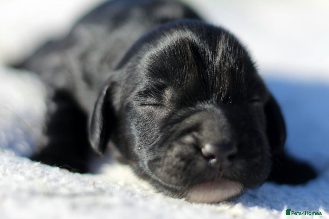 Sprocker dogs for sale: Sprocker ready to steal your heart & your slippers - Image 8