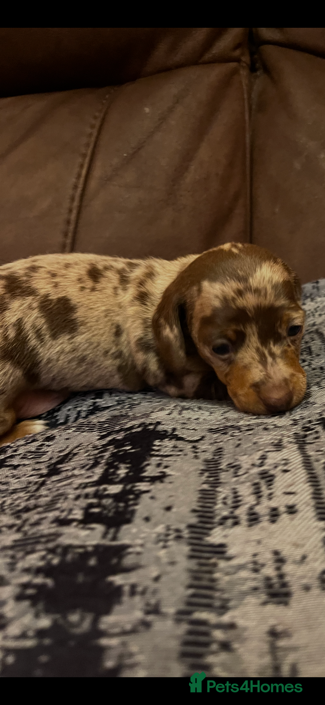 Miniature Dachshund dogs for sale: Miniature Dachshund  - Advert 8