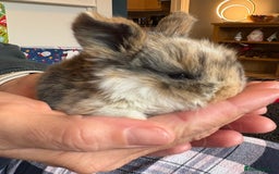 Mini Lop rabbits for sale: Pure Bred Mini Lop babies - Advert 23