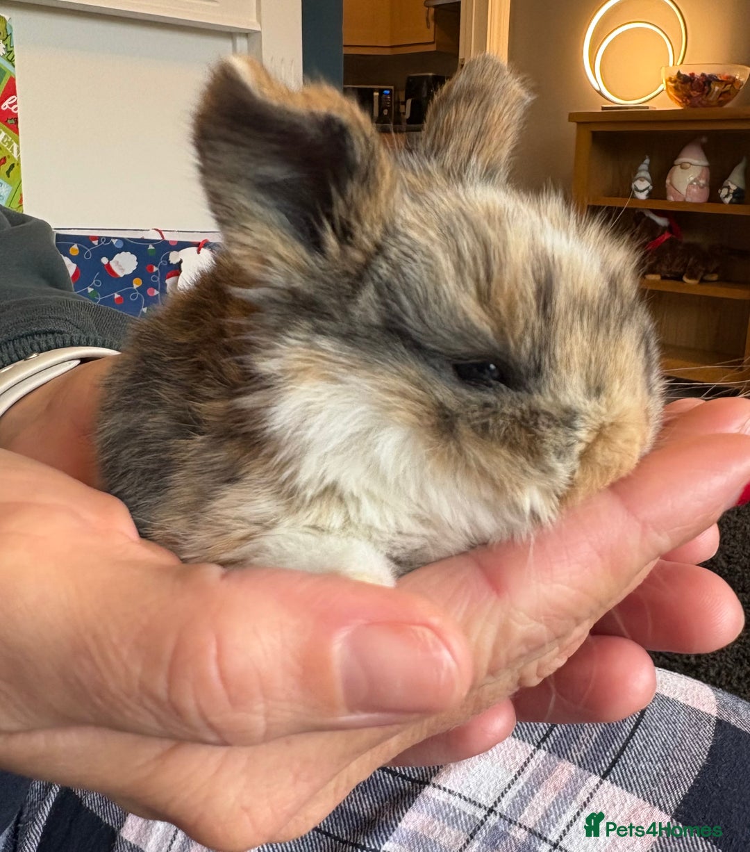Mini Lop rabbits for sale: Pure Bred Mini Lop babies - Advert 23