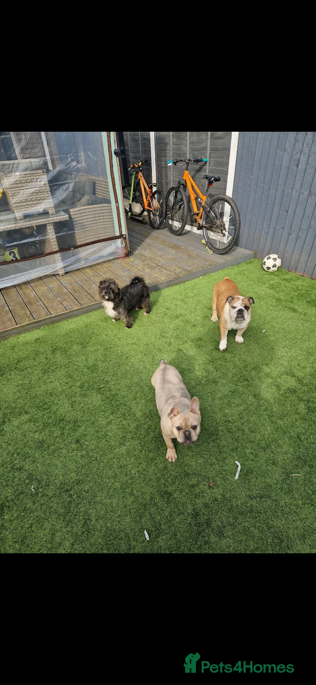French Bulldog dogs for sale: Beautiful French bulldog  - Advert 2