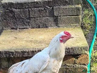 Pigeons birds Aseel chicken - Advert 1