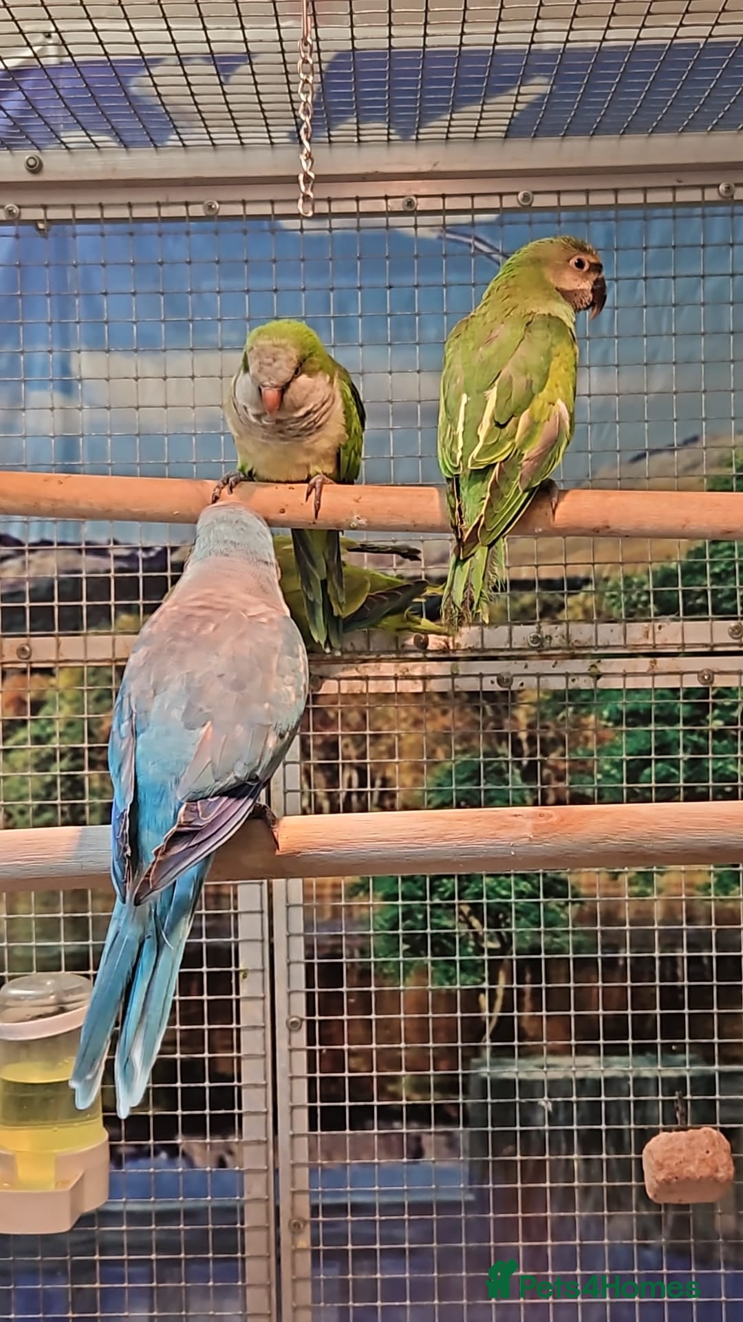 Parrots birds for sale: Xxx BIRDS/PARAKEETS/PARROTS xxX - Advert 10