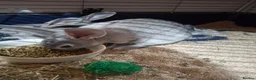 Rex rabbits for sale: Stunning chinchilla rex standard babies - Advert 4