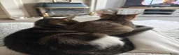 Mixed Breed cats for sale: Mother & Kitten to go together - Advert 2