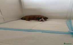 Boxer dogs for sale: Stunning Bob and long tail litter - Image 17